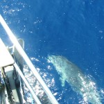 delfinek