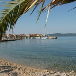 homokos strand pálmafa