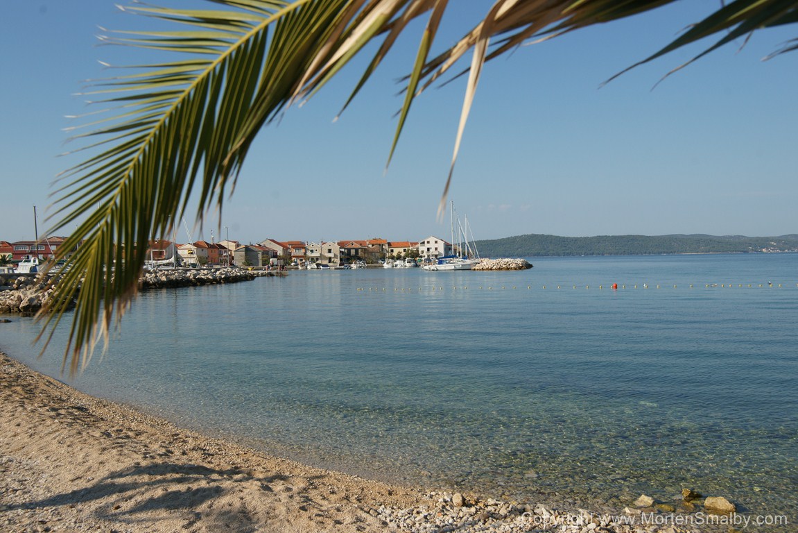 homokos strand pálmafa