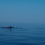 Orebic Trstenica, tenger, delfin