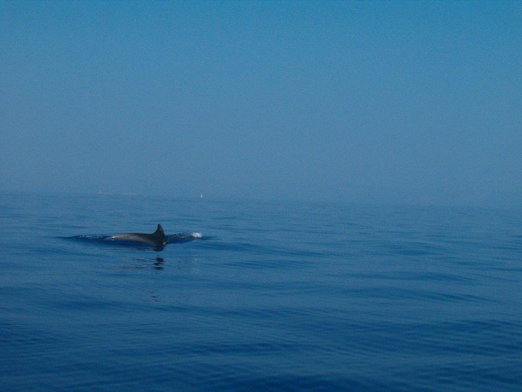 Orebic Trstenica, tenger, delfin